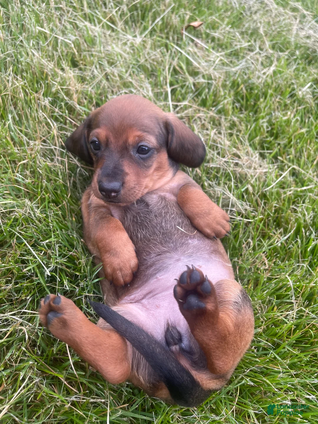 Miniature Dachshund dogs for sale: Hazelnut  - Ad 1