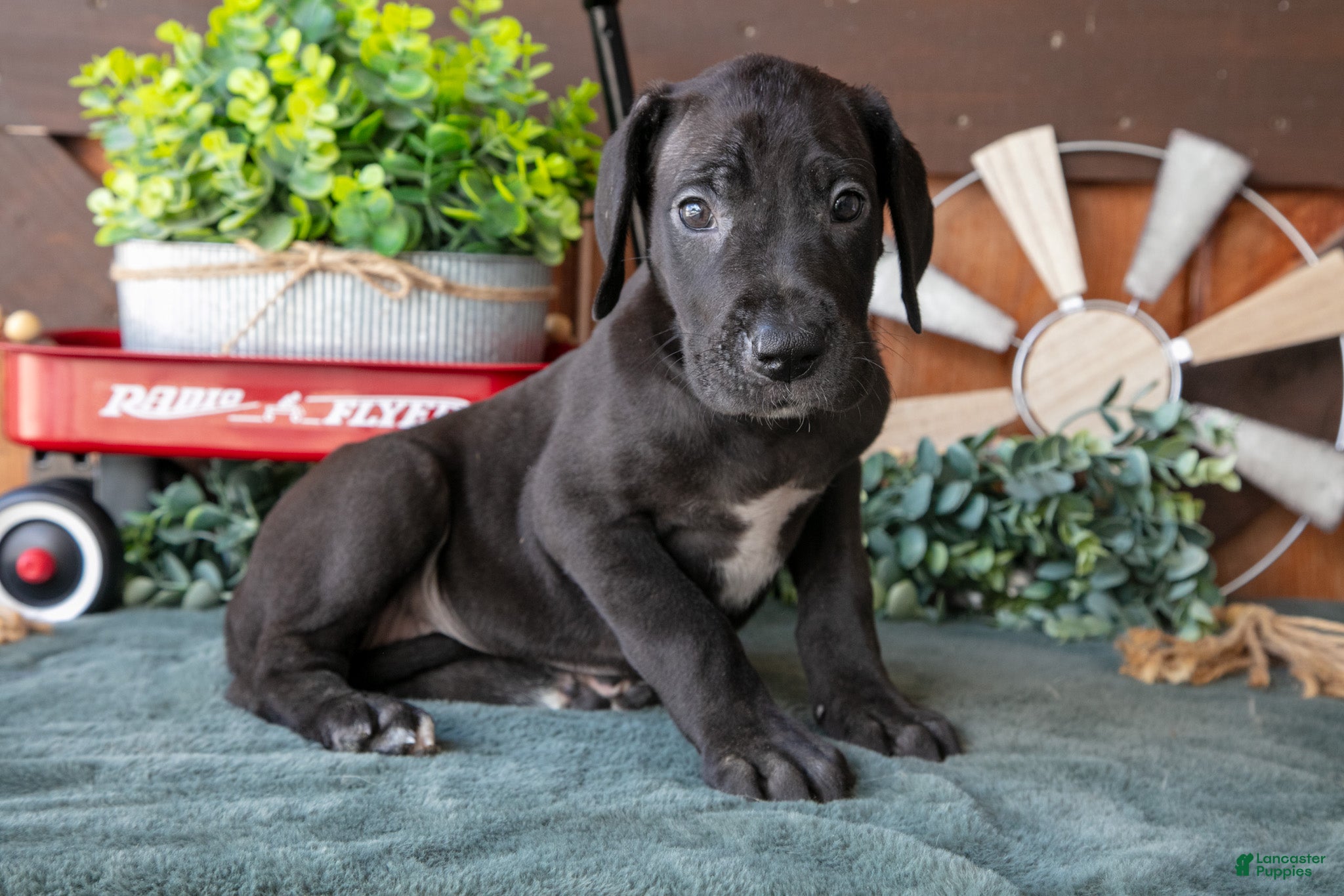 Great Dane dogs Tulip - Ad 2