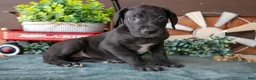 Great Dane dogs for sale: Tulip - Ad 2