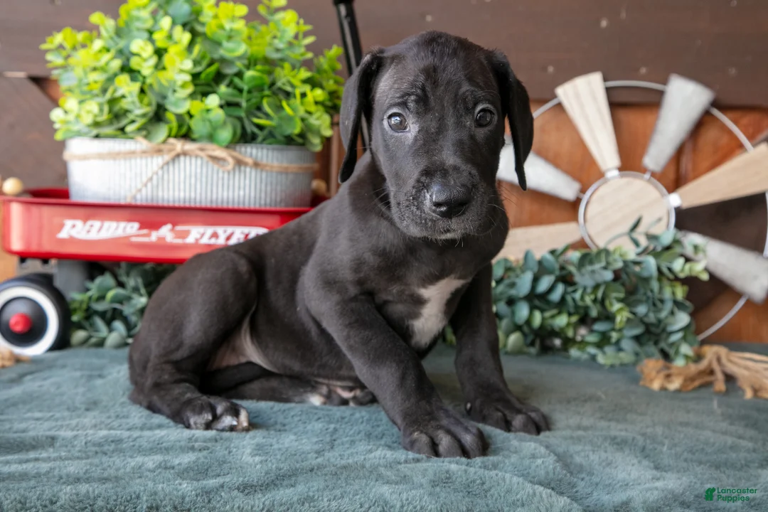 Great Dane dogs for sale: Tulip - Ad 2