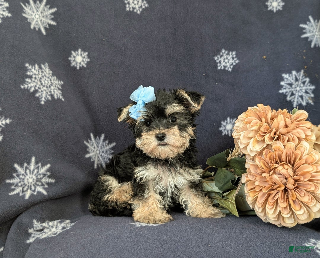 Morkie dogs for sale: Devon 6 lbs Full Grown - Ad 3