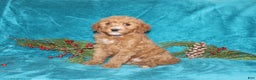 Mini Goldendoodle dogs for sale: Honey - Ad 4