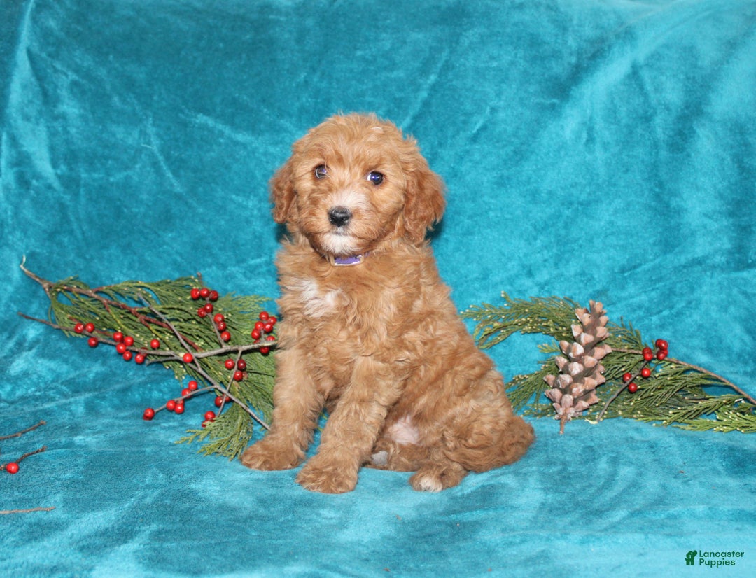 Mini Goldendoodle dogs for sale: Honey - Ad 4