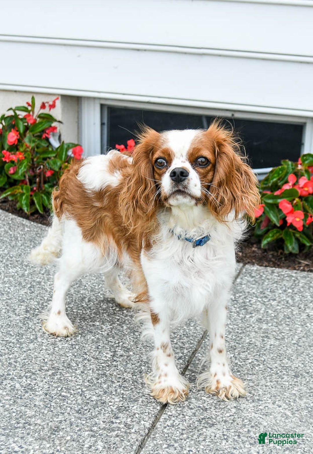 Cavapoo dogs for sale: Dancer - Ad 6