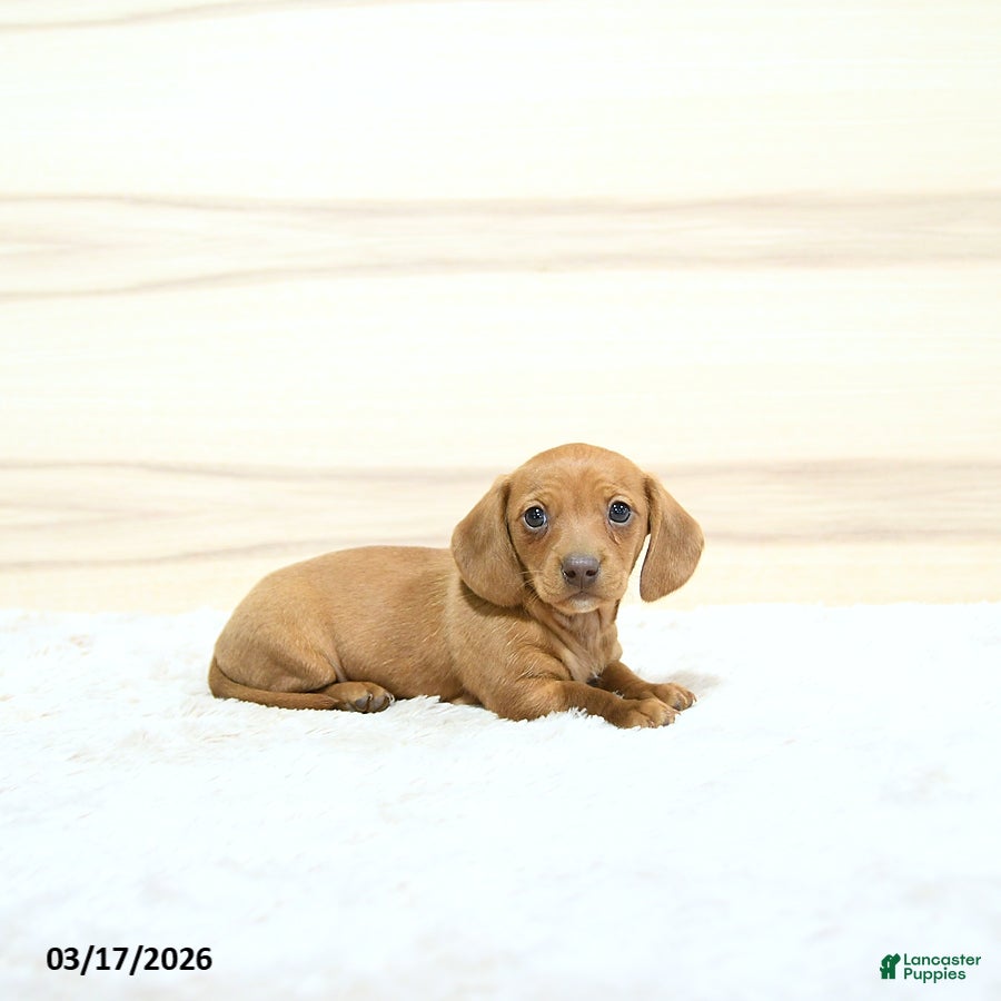 Miniature Dachshund dogs Perdita - Ad 2