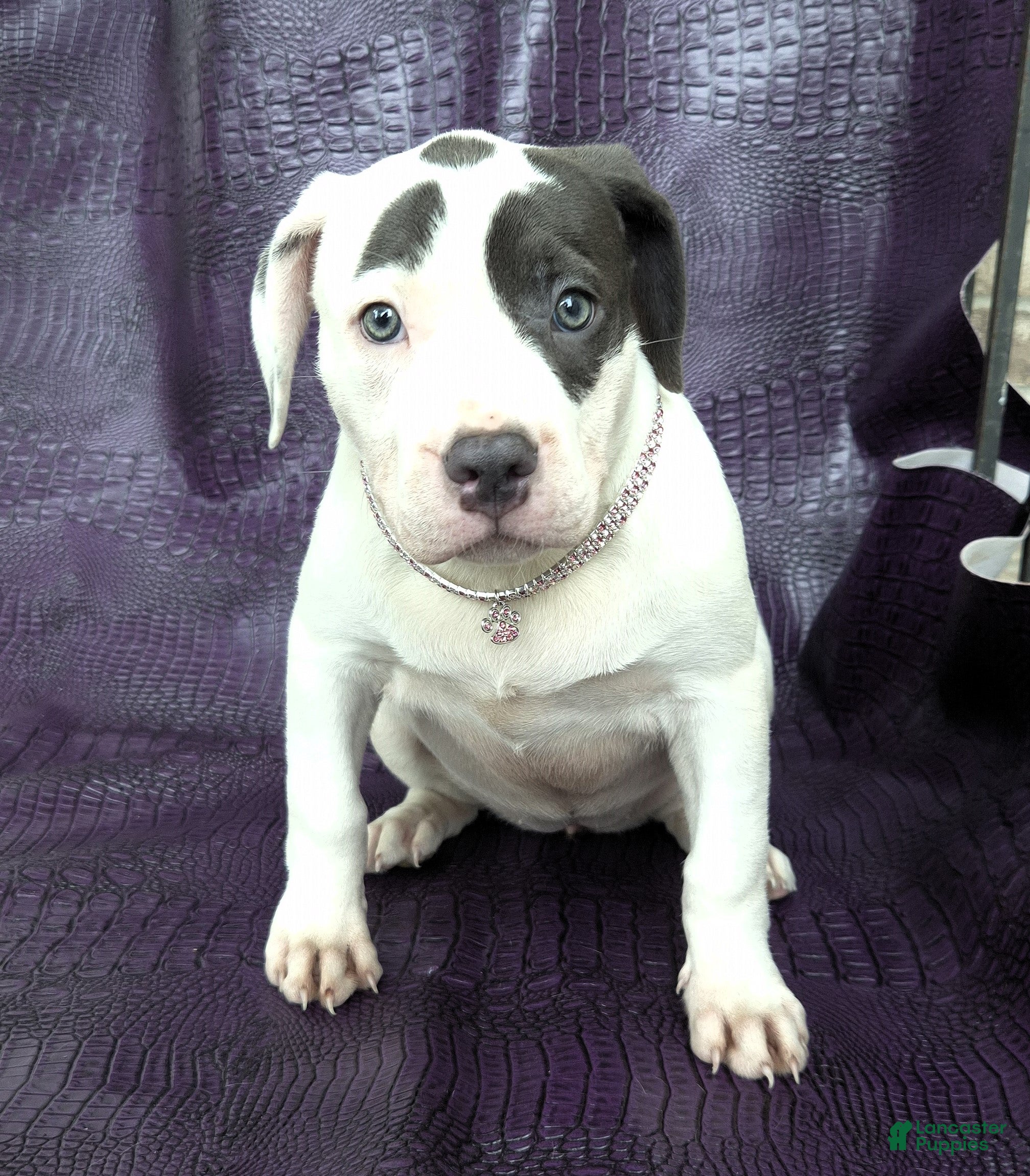 Mixed Breed dogs "HALLE BERRY"  - Ad 16