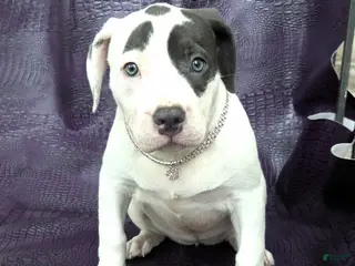 Mixed Breed dogs "HALLE BERRY" - Ad 16
