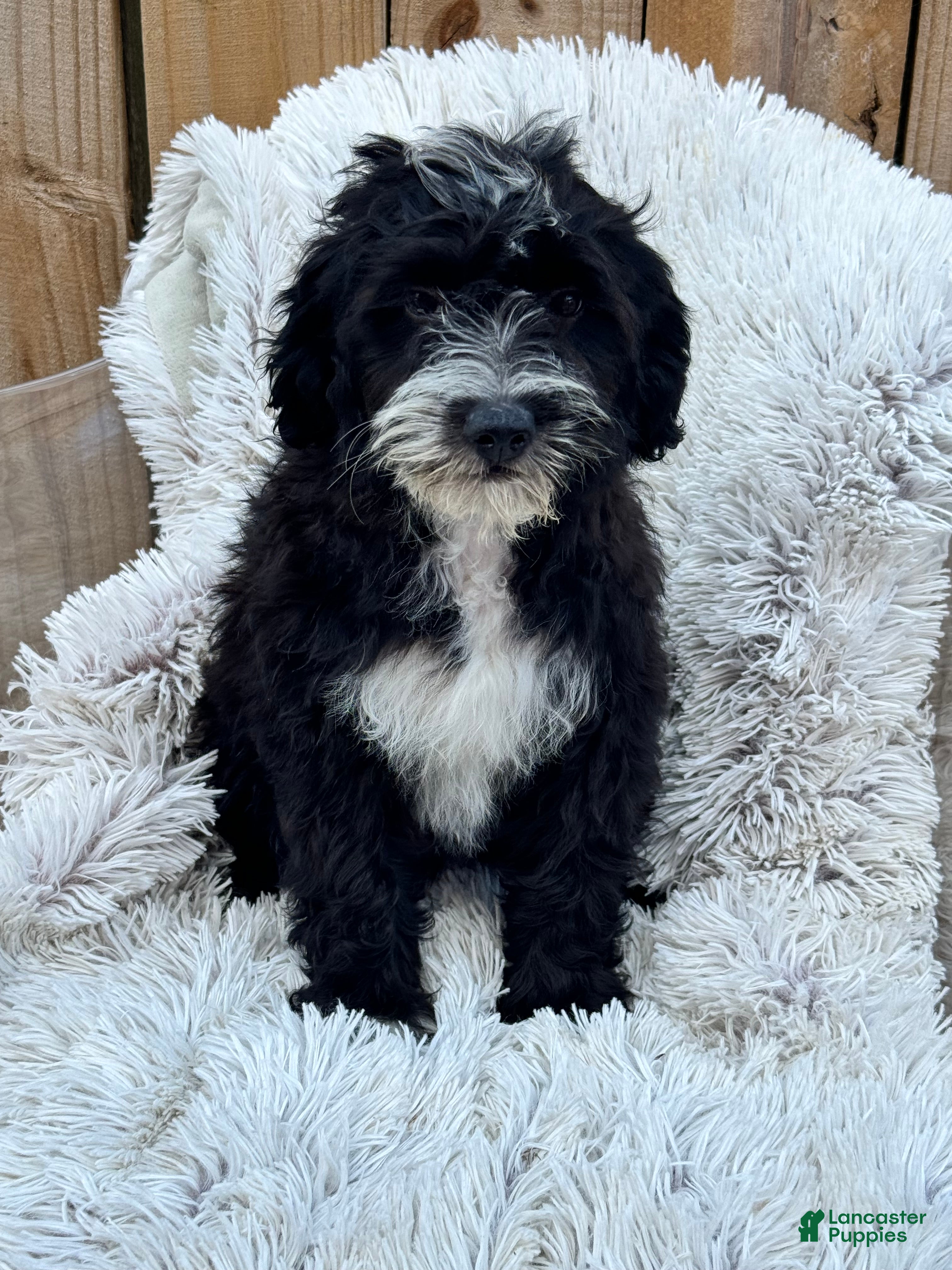 Mini Bernedoodle dogs Nova - Ad 22