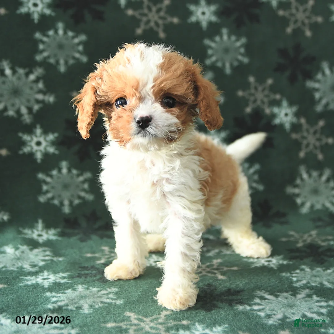 Cavapoo dogs for sale: Tiny - Ad 2