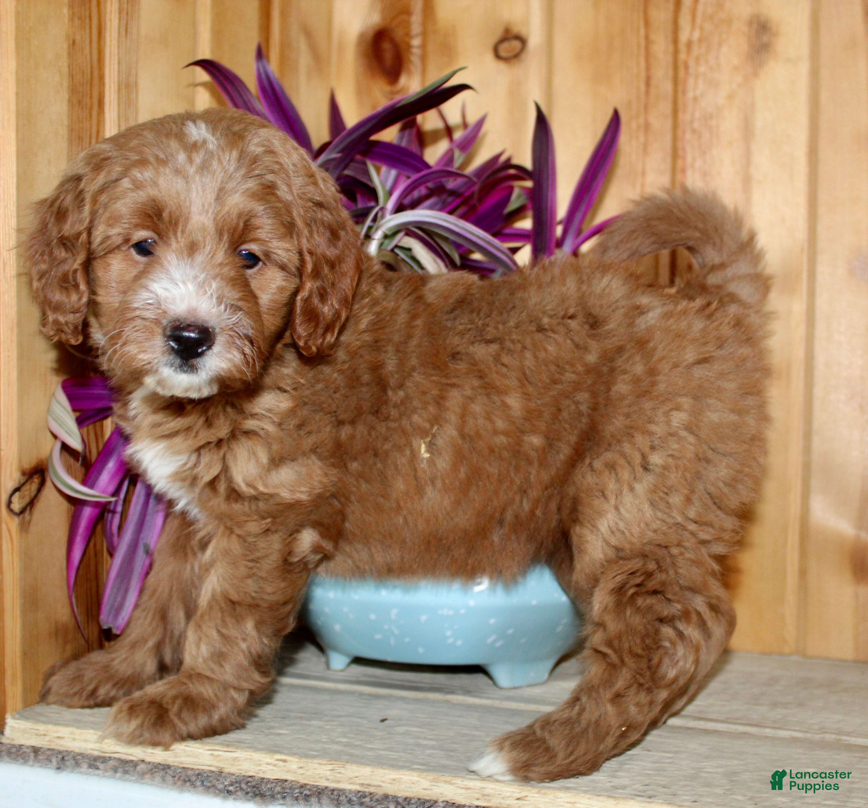 Mini Goldendoodle dogs Pickles - Ad 1