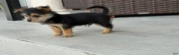 Mixed Breed dogs for sale: Yorkie 1 - Ad 4