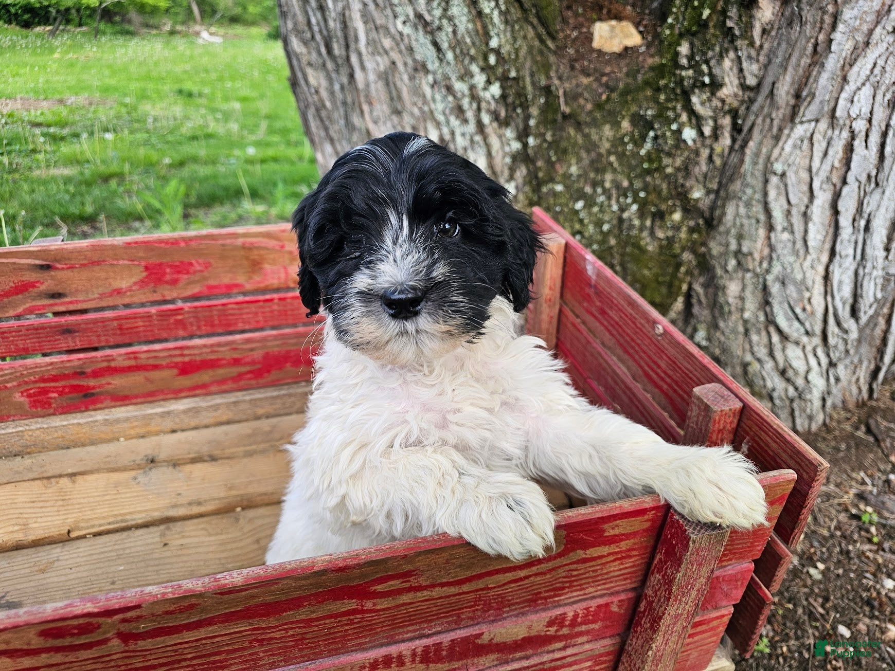Portuguese Water Dog dogs Bella B. 💛 - Ad 1