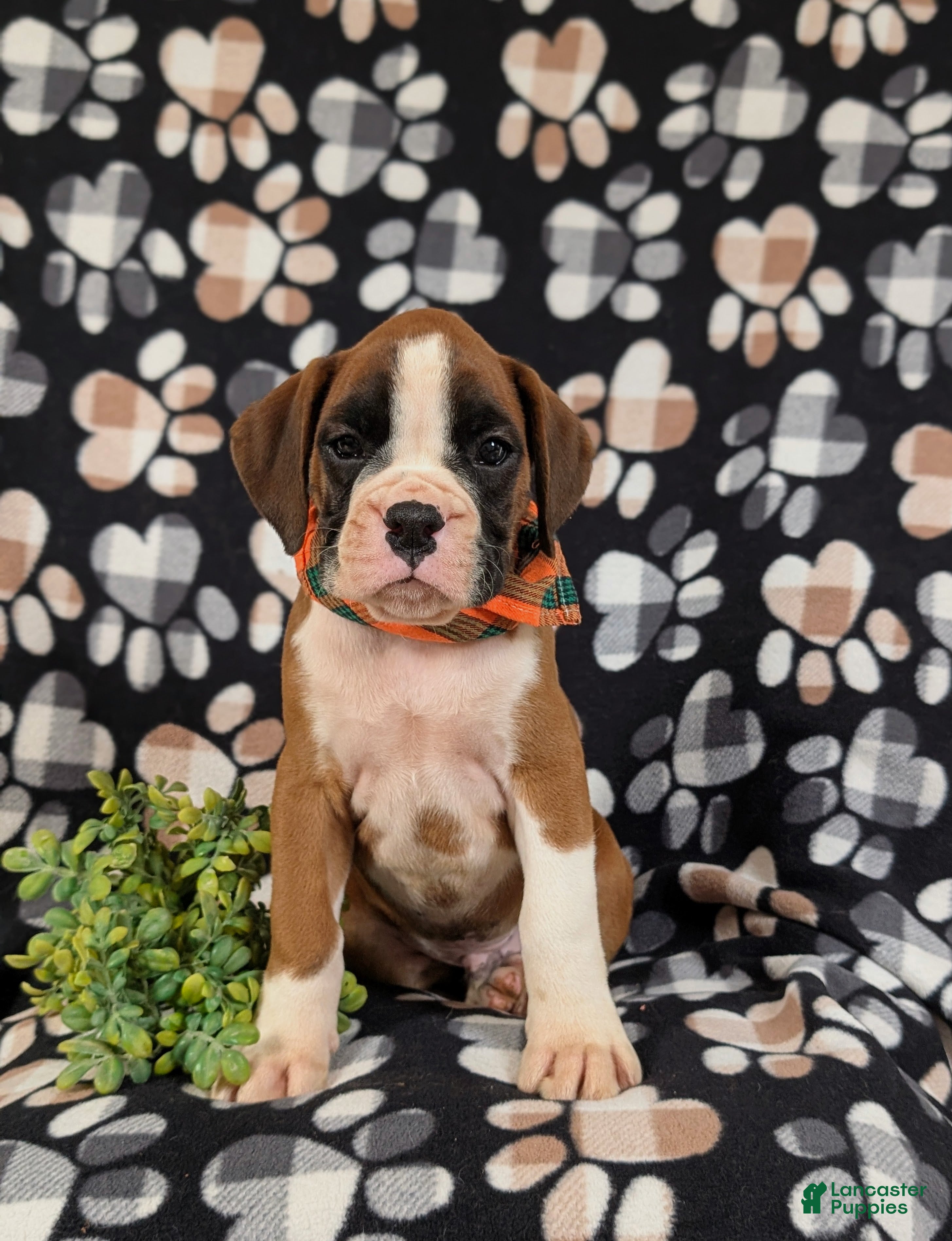 Boxer dogs Paddington - Ad 2