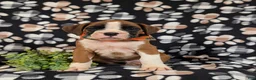 Boxer dogs for sale: Paddington - Ad 2