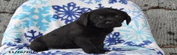 Labrador Retriever dogs for sale: Remi - Ad 1