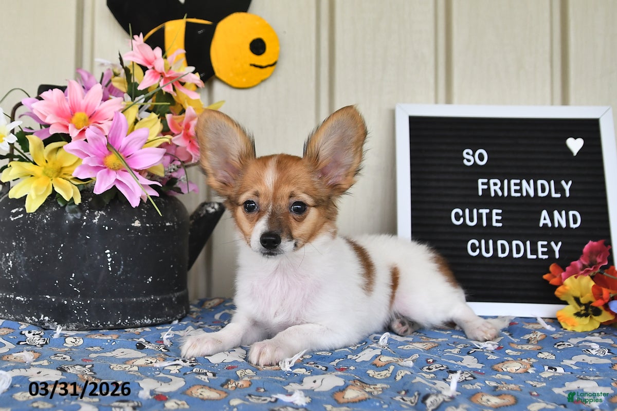 Papillon dogs Daisy - Ad 2