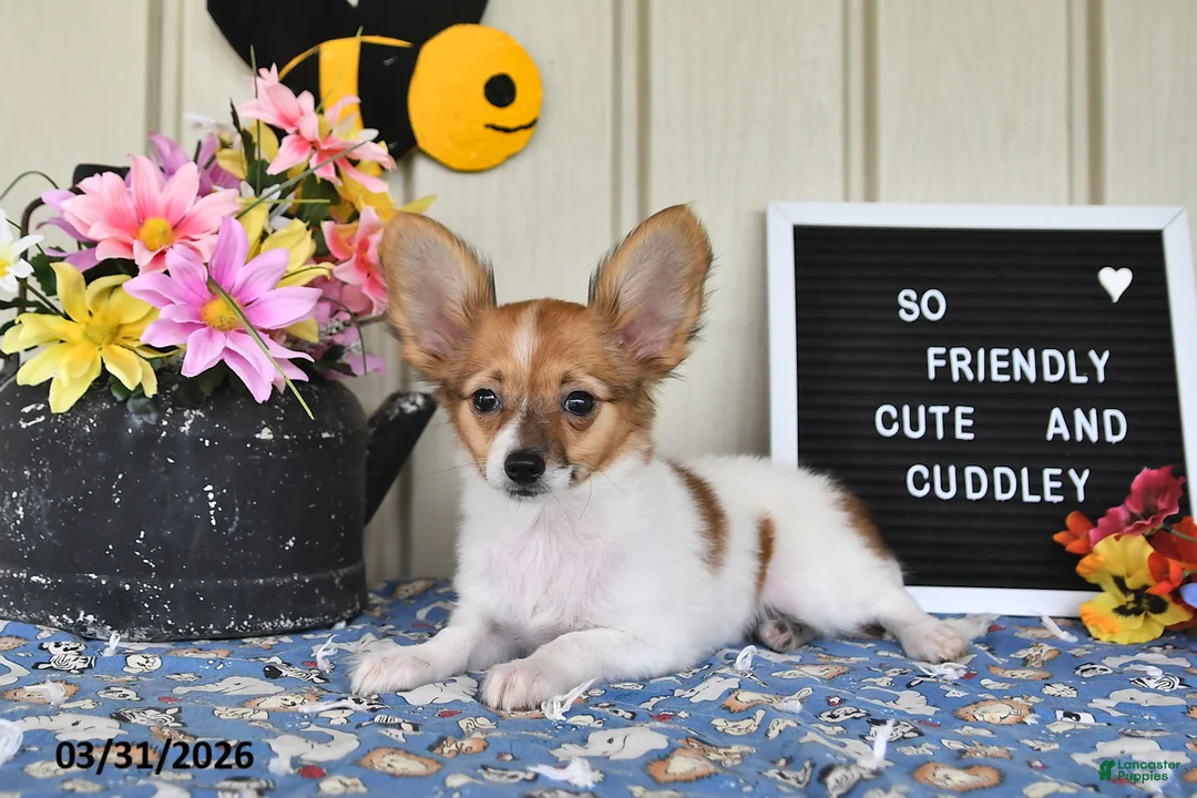 Papillon dogs for sale: Daisy - Ad 2