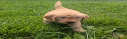 Golden Retriever dogs for sale: Max - Ad 3