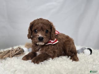 Cavapoo dogs Tinker - Ad 40