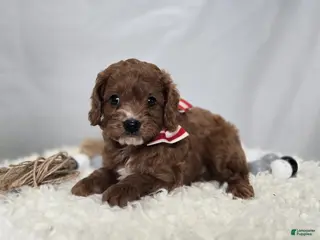 Cavapoo dogs Tinker - Ad 15