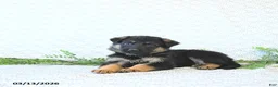 German Shepherd dogs for sale: Holly - Ad 5