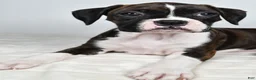 Boxer dogs for sale: Dena - Ad 8