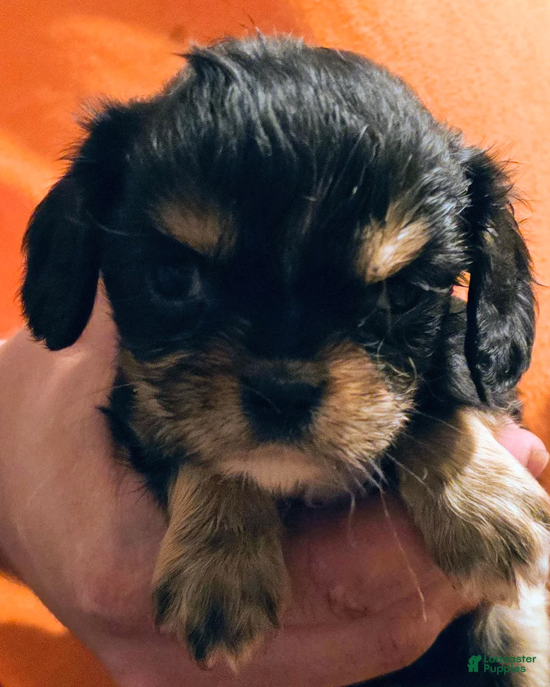 Cavalier King Charles Spaniel dogs for sale: Erika - Ad 1