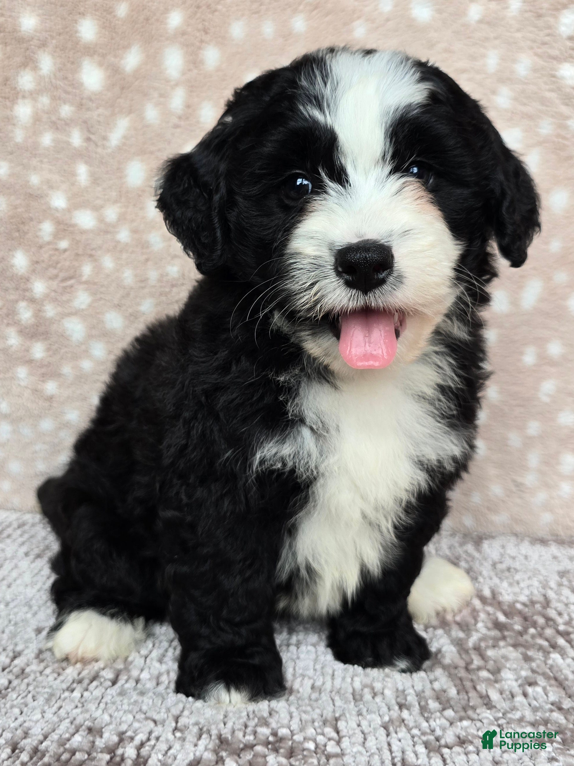 Mini Bernedoodle dogs Mini Clover - Ad 2