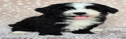 Mini Bernedoodle dogs for sale: Mini Clover - Ad 2