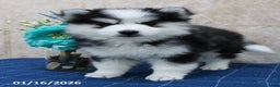 Pomsky dogs for sale: Darla - Ad 1