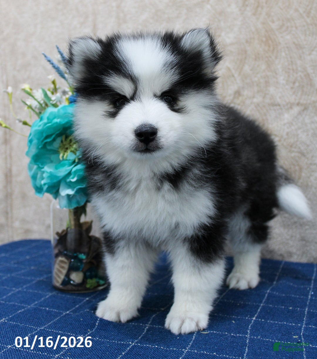 Pomsky dogs for sale: Darla - Ad 1