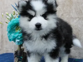 Pomsky dogs Darla - Ad 39