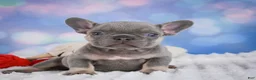 French Bulldog dogs for sale: Tulip - Ad 3