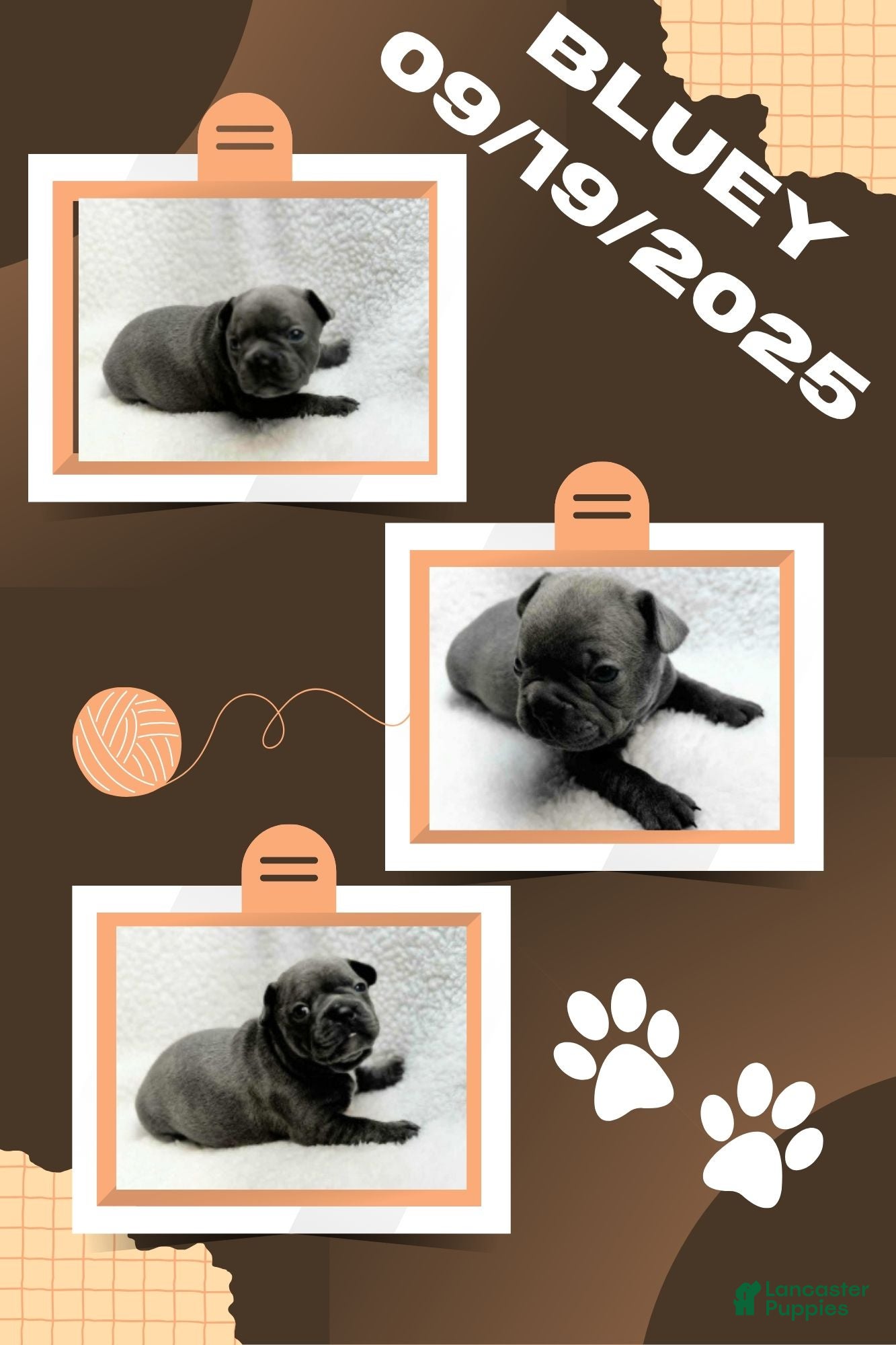 Frenchton dogs Bluey - Ad 5