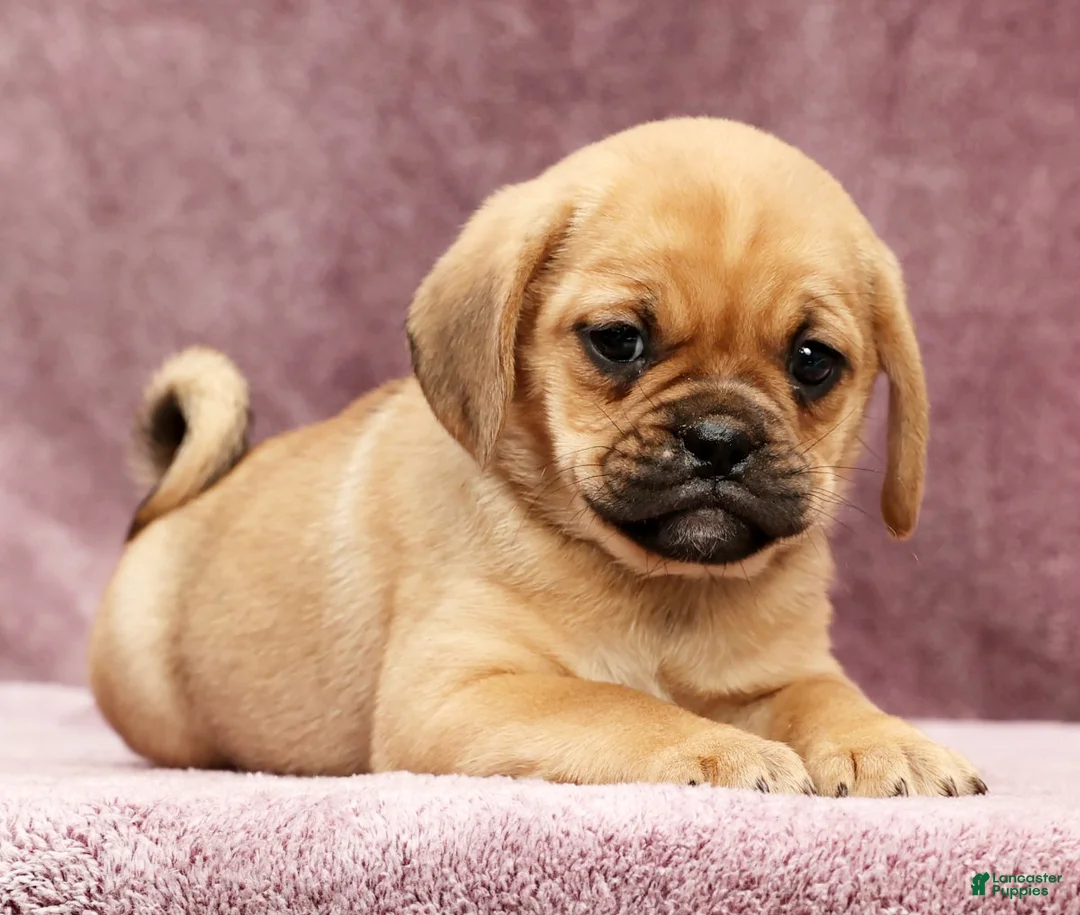 Puggle dogs for sale: Paula - Ad 5