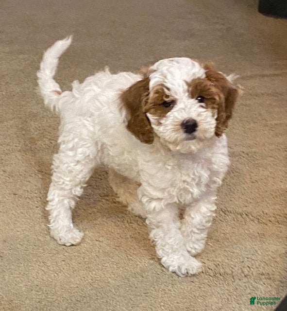 Cavapoo dogs Candy - Ad 7