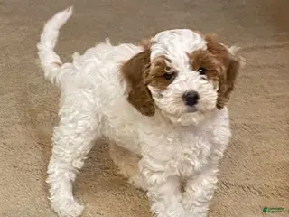 Cavapoo dogs Candy - Ad 7