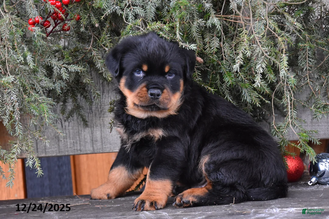 Rottweiler dogs for sale: Rustic - Ad 4
