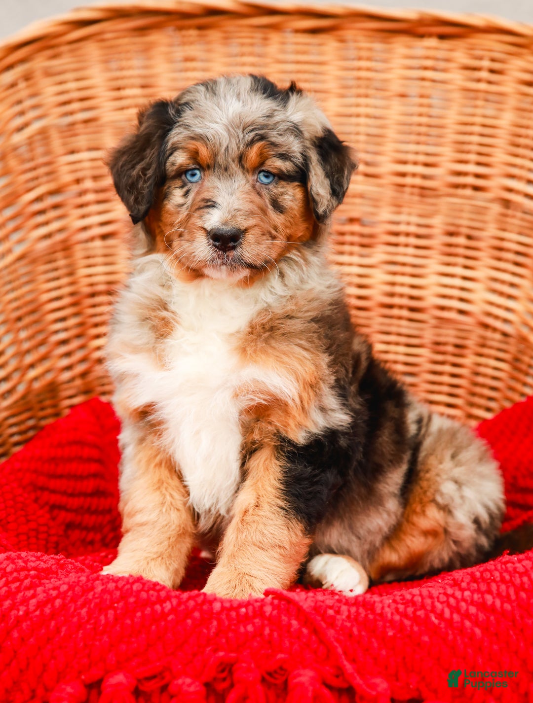 Aussiedoodle dogs for sale: Snickers Standard - Ad 2