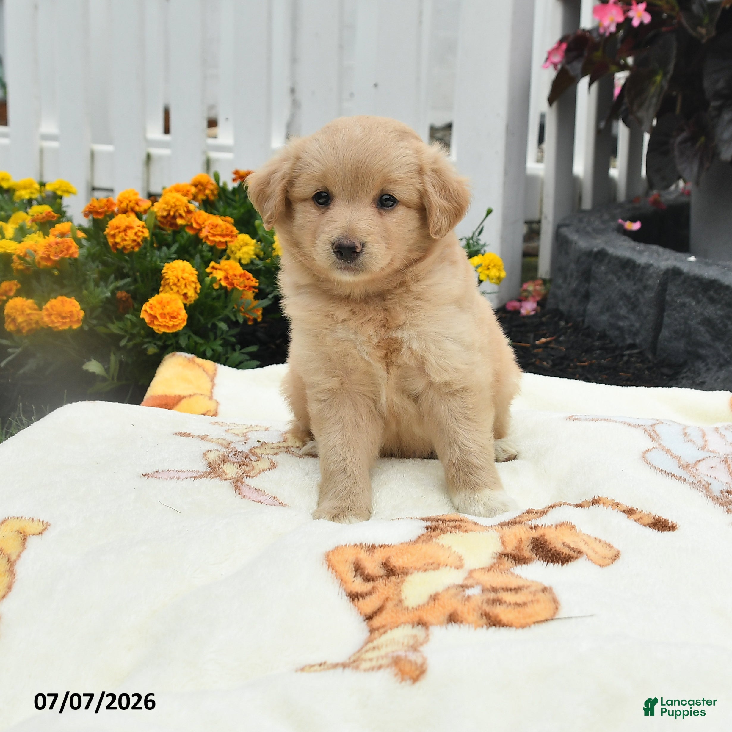 Mixed Breed dogs Frank  - Ad 2