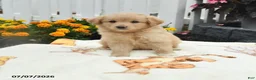 Mixed Breed dogs for sale: Frank  - Ad 2