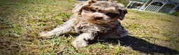 Havapoo dogs for sale: Punky - Ad 8