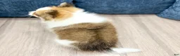 Pomeranian dogs for sale: Bella - Ad 4