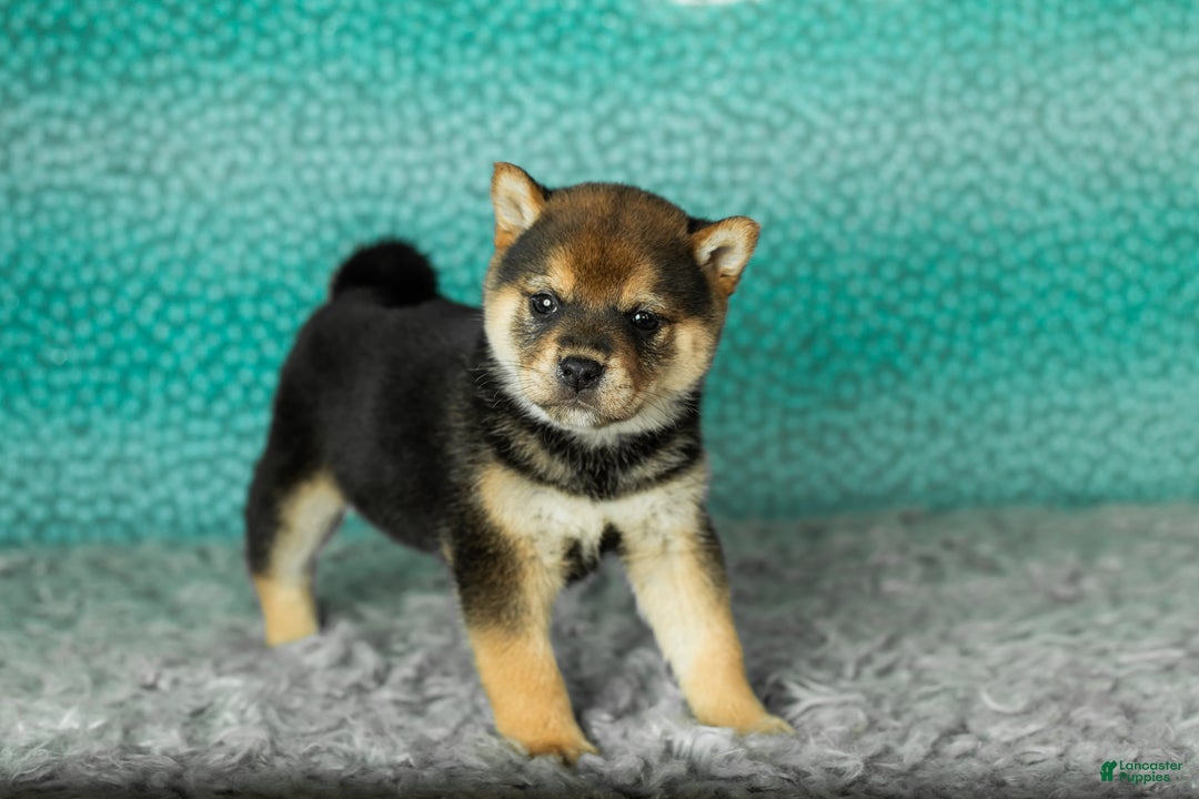 Shiba Inu dogs for sale: Amber - Ad 2