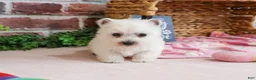 West Highland Terrier dogs for sale: Caroline - Ad 5
