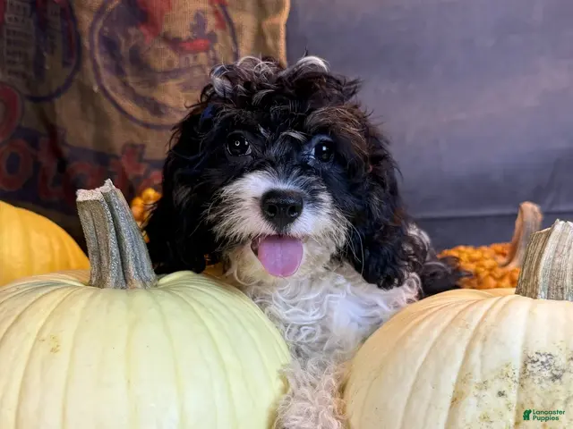 Cavapoo dogs for sale: Daniela - Ad 1