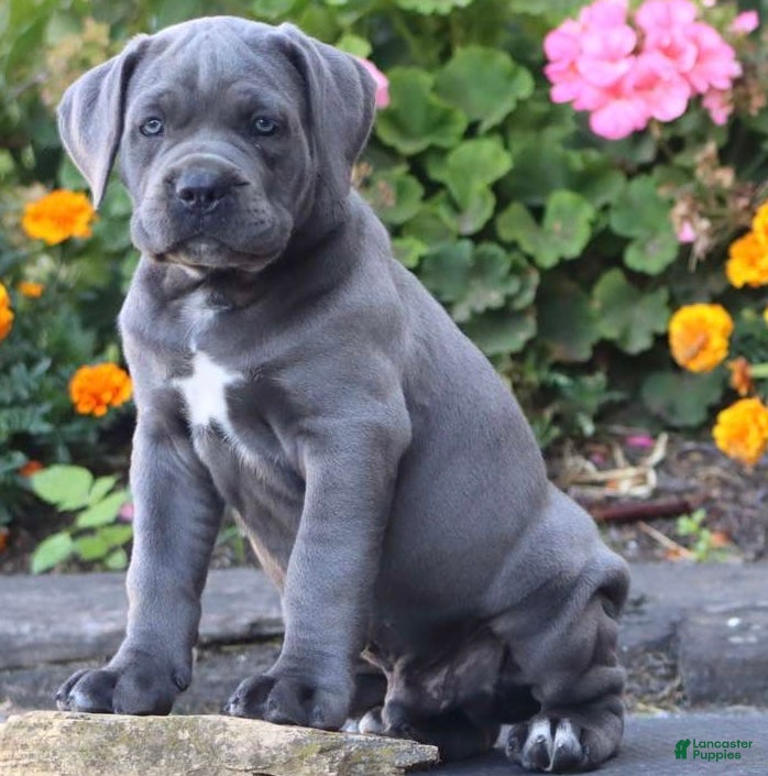Cane Corso dogs  Mr Simba - Ad 1
