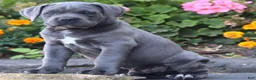 Cane Corso dogs for sale:  Mr Simba - Ad 1