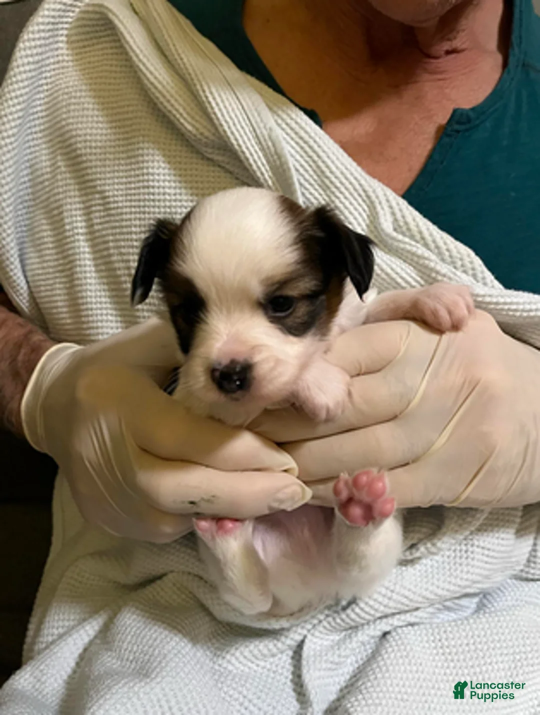 Papillon dogs for sale: Bubba - Ad 1