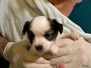 Papillon dogs Bubba - Ad 3